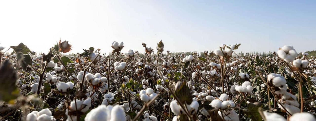 organic-cotton-field