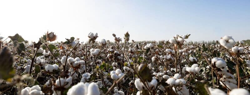 organic-cotton-field