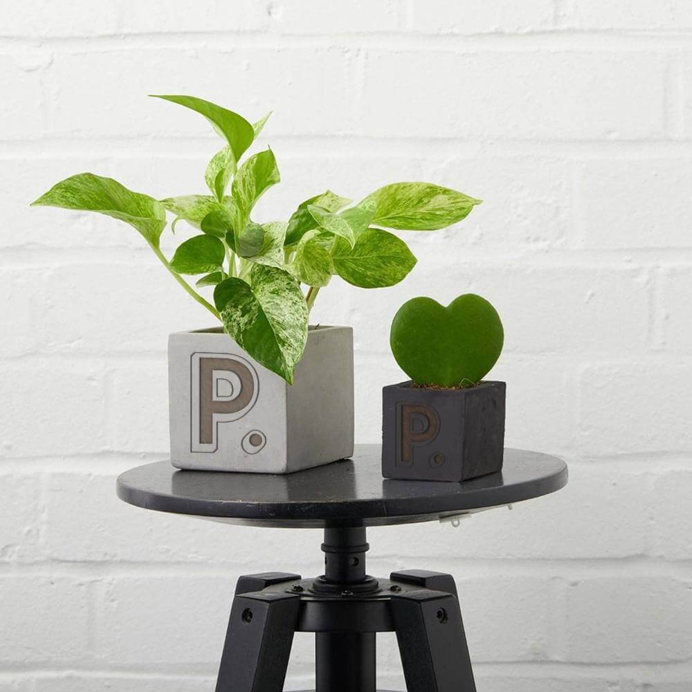 hey-pot-desktop-plants-branded-with-logo-for-employee-gifting