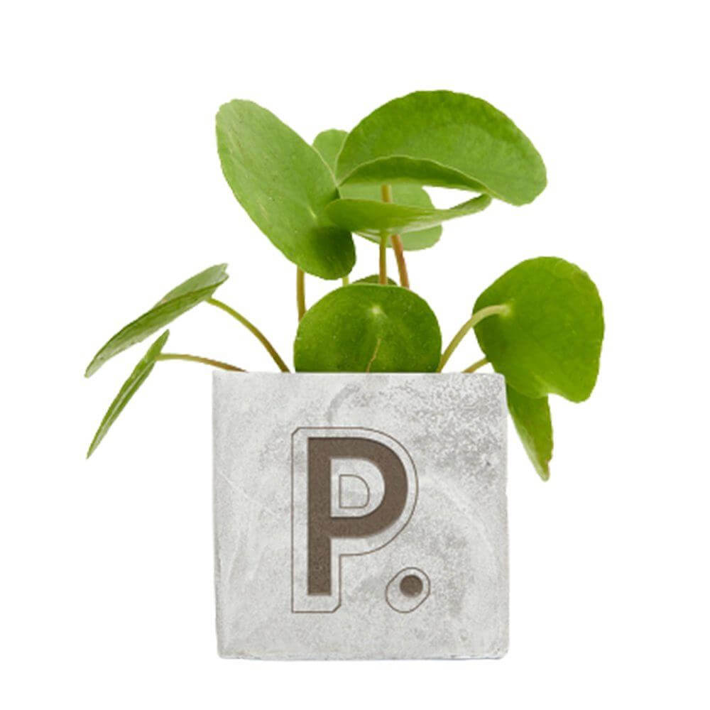 Hey Pot Plant